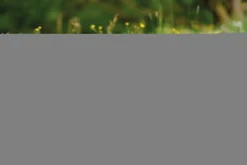 NICI Spielwaren Kuscheltier Alpaka Chic Paka 25cm Stehend GREEN Kuscheltiere Teddies & Plüschfiguren 48605,NICI,NICI GREEN,Kuscheltier,Plüschtier,Stofftier,stehend,Alpaka,Chic Paka -Kuschelwelt Verkauf d3b7d3558c37ac948307c30258a5a992 2